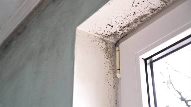 Best Industrial Mold Remediation in Goldenrod, FL